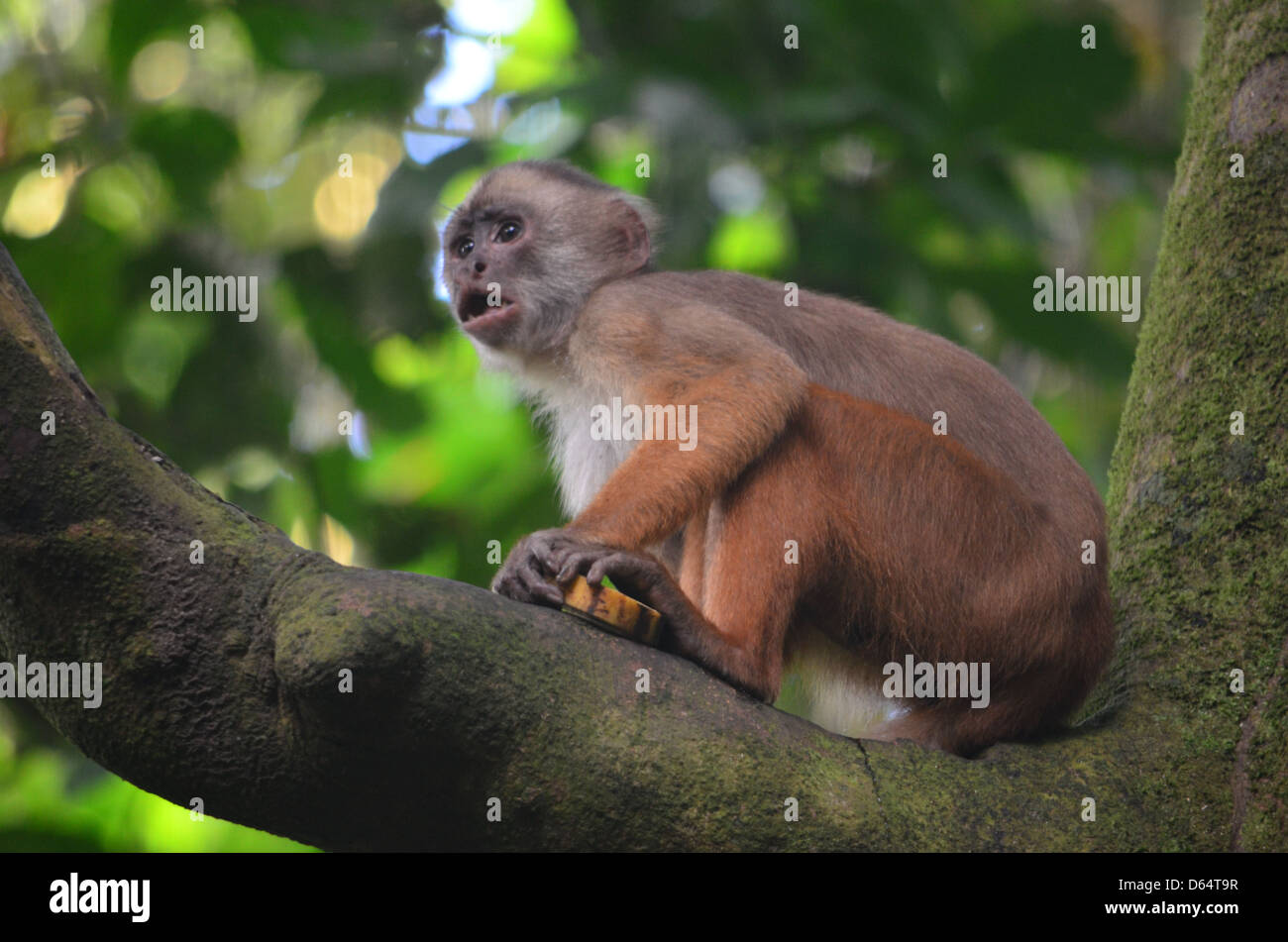 A White-faced Capuchin monkey sits in a tree in the Amazon rainforest Stock Photo