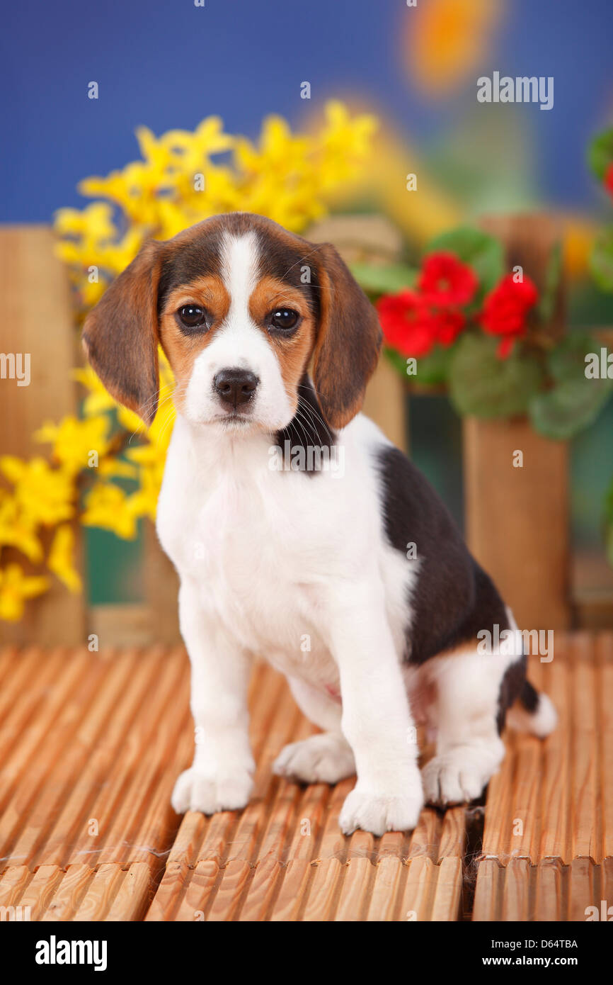 Beagle, puppy, 9 weeks |Beagle, Welpe, 9 Wochen Stock Photo