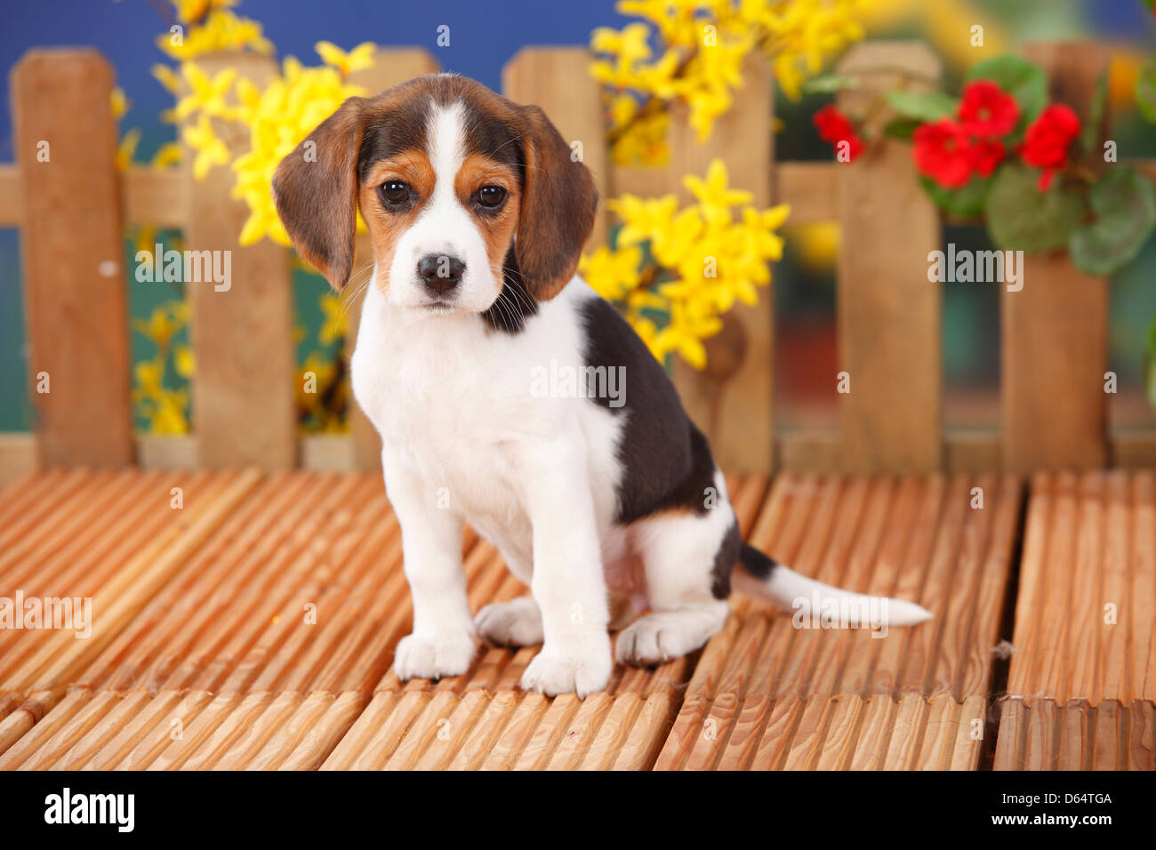 Beagle, puppy, 9 weeks |Beagle, Welpe, 9 Wochen Stock Photo