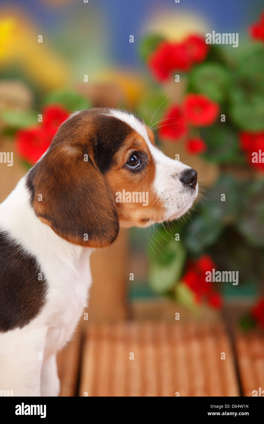 Beagle, puppy, 9 weeks |Beagle, Welpe, 9 Wochen Stock Photo