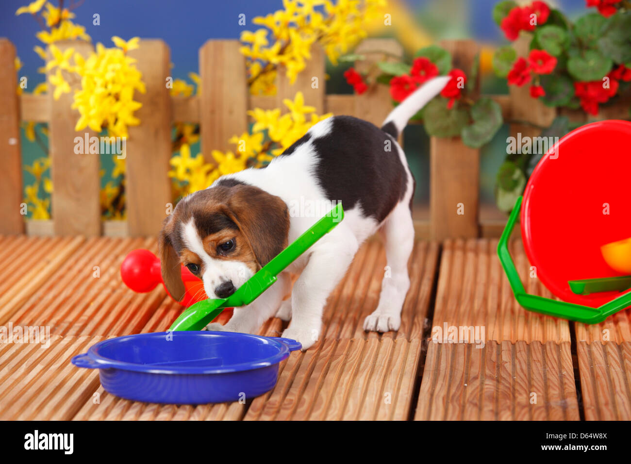 Beagle, puppy, 9 weeks, children's toy |Beagle, Welpe, 9 Wochen / Kinderspielzeug, Spielzeug Stock Photo