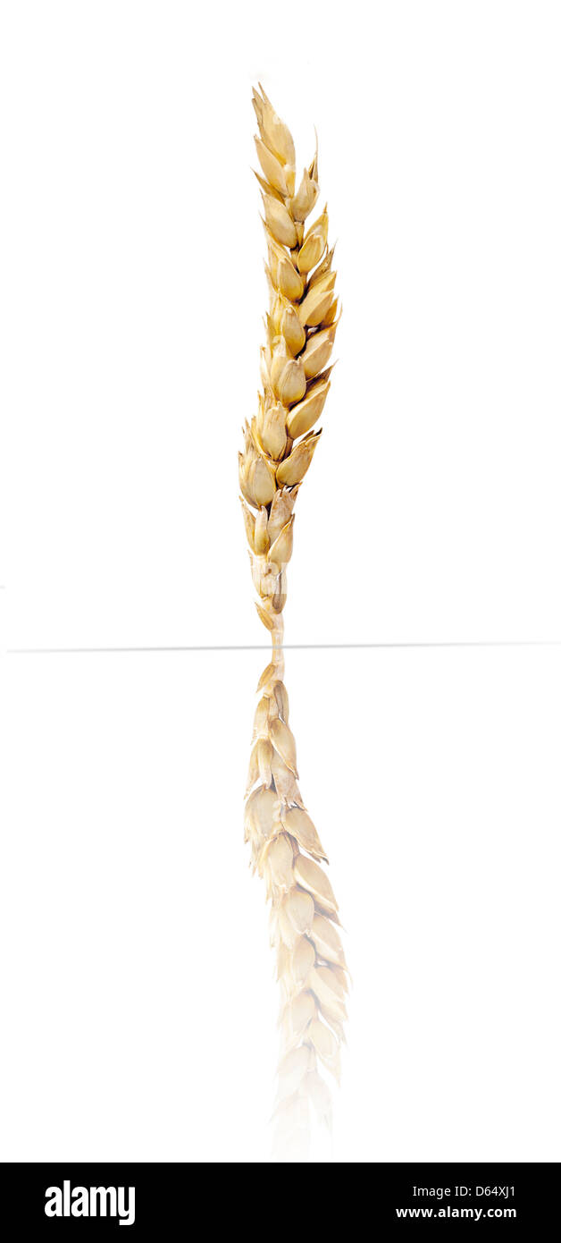 Ear of Barley (Hordeum vulgare) Stock Photo