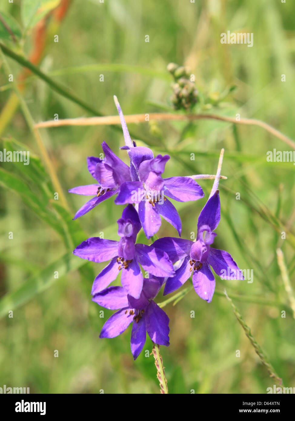 Consolida-Regalis-Flowers Forking-Larkspur Delphinium  2485IMG 2658 Stock Photo