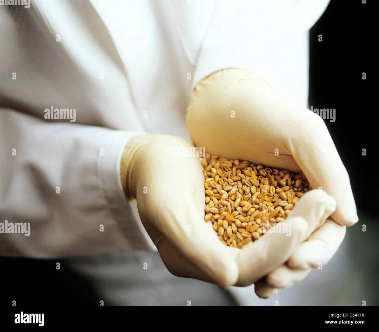 GM wheat Stock Photo