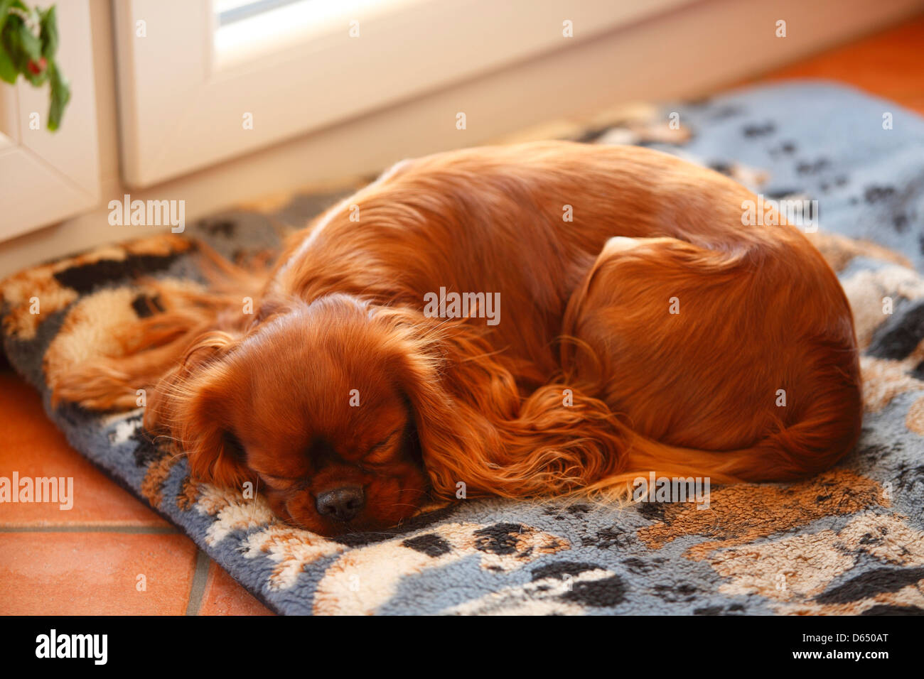 Cavalier King Charles Spaniel, ruby, male / blanket Cavalier King