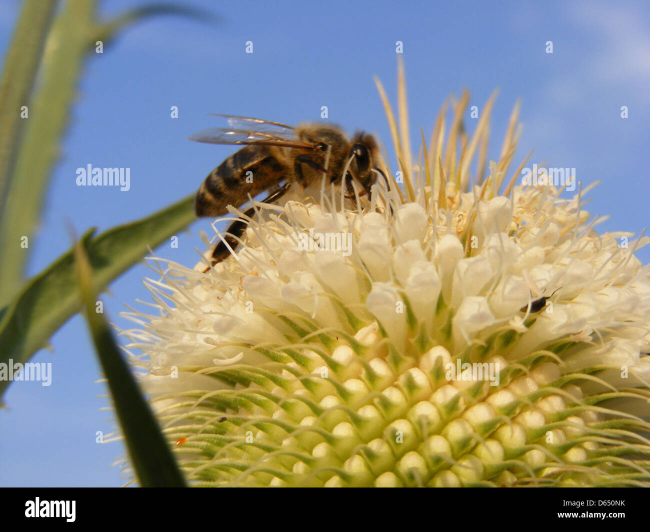 Honey-Bee-on-Cutleaf-Teasel-Head Close-Up  DSCF3372 Stock Photo