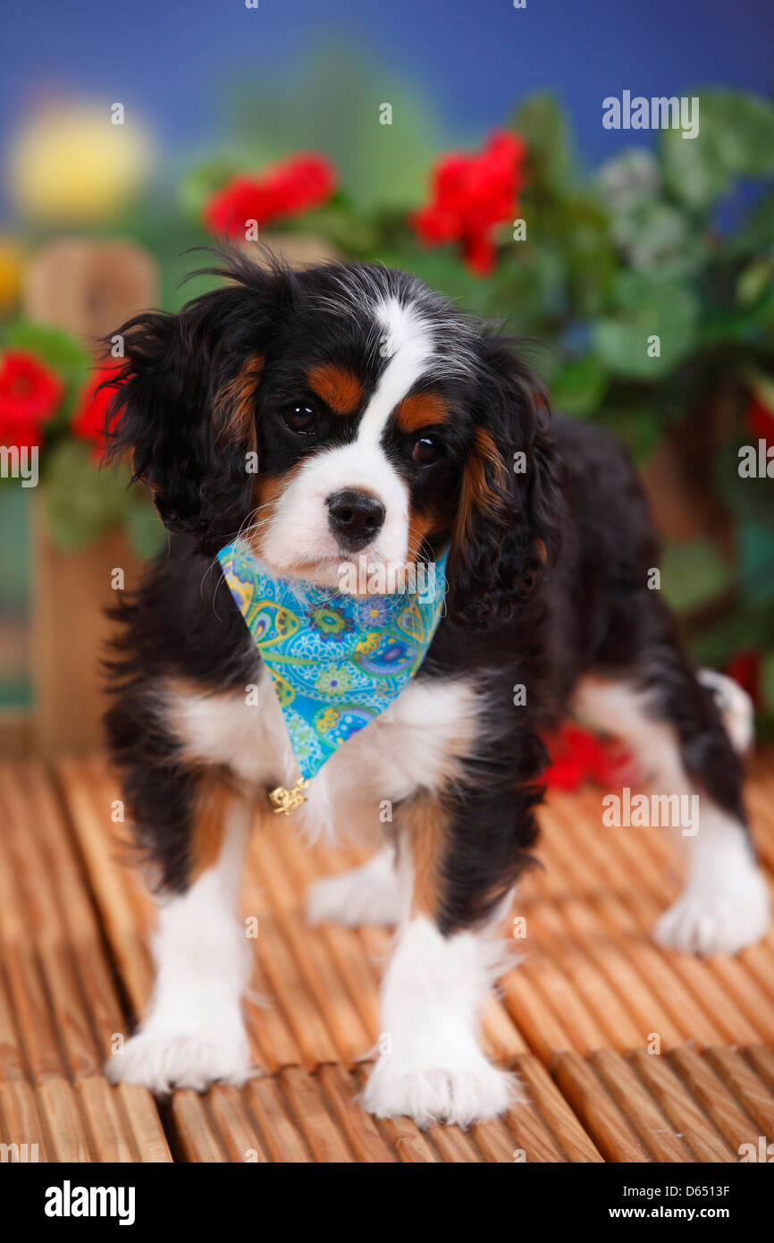 Cavalier King Charles Spaniel Bandanas -Tri Cavalier King Charles Spaniel Bandanas -Tri
