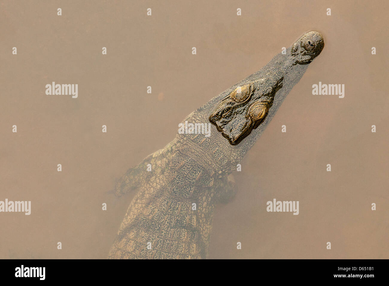 Nile crocodile Crocodylus niloticus floating in murky water Stock Photo