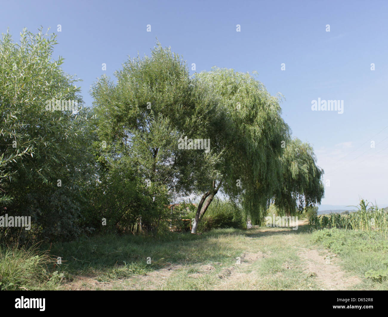 Weeping willow tree cascading hi-res stock photography and images - Alamy