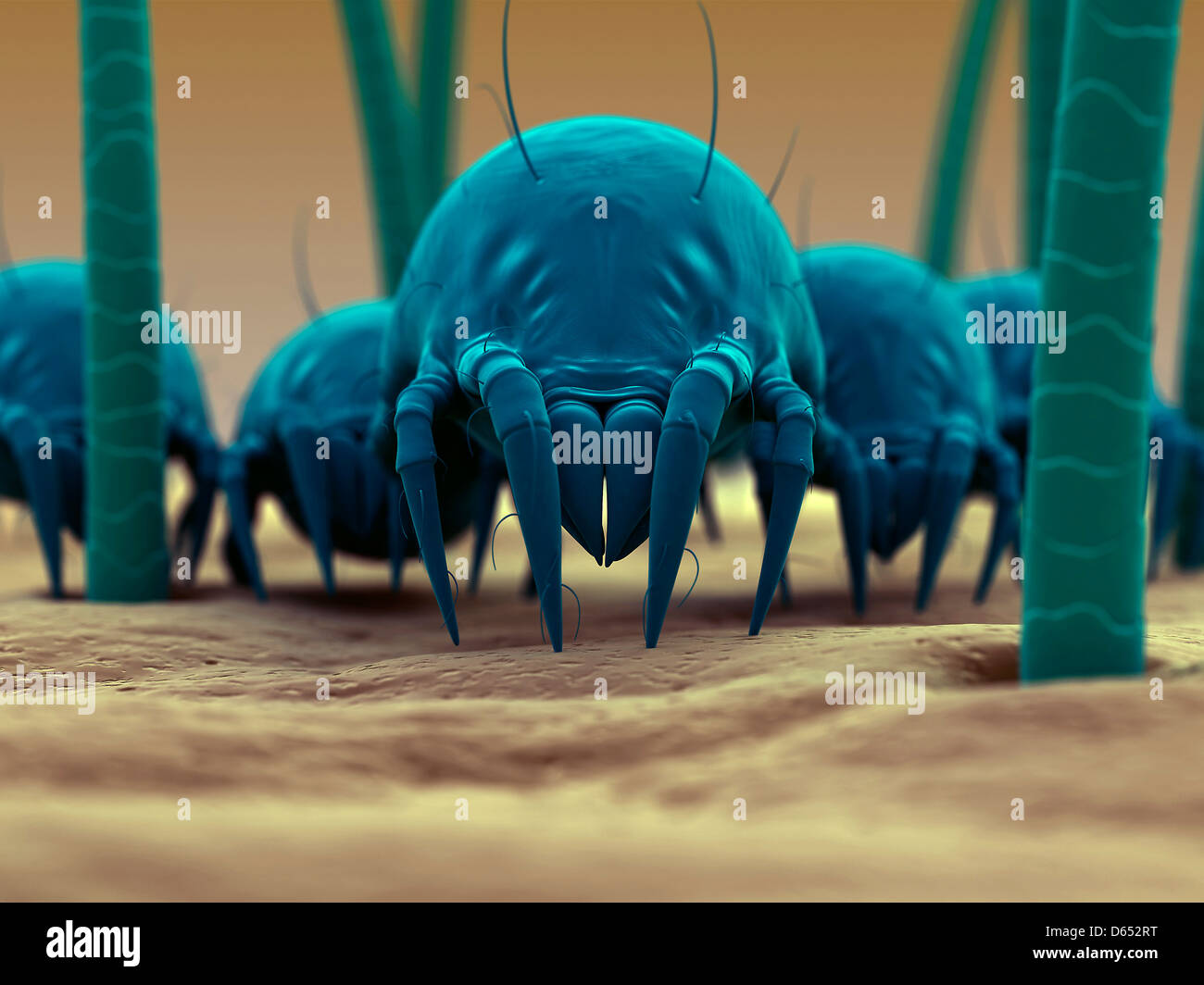 Hair mite hires stock photography and images Alamy