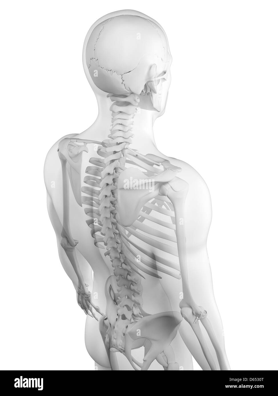 Human anatomy artwork back view Black and White Stock Photos & Images ...