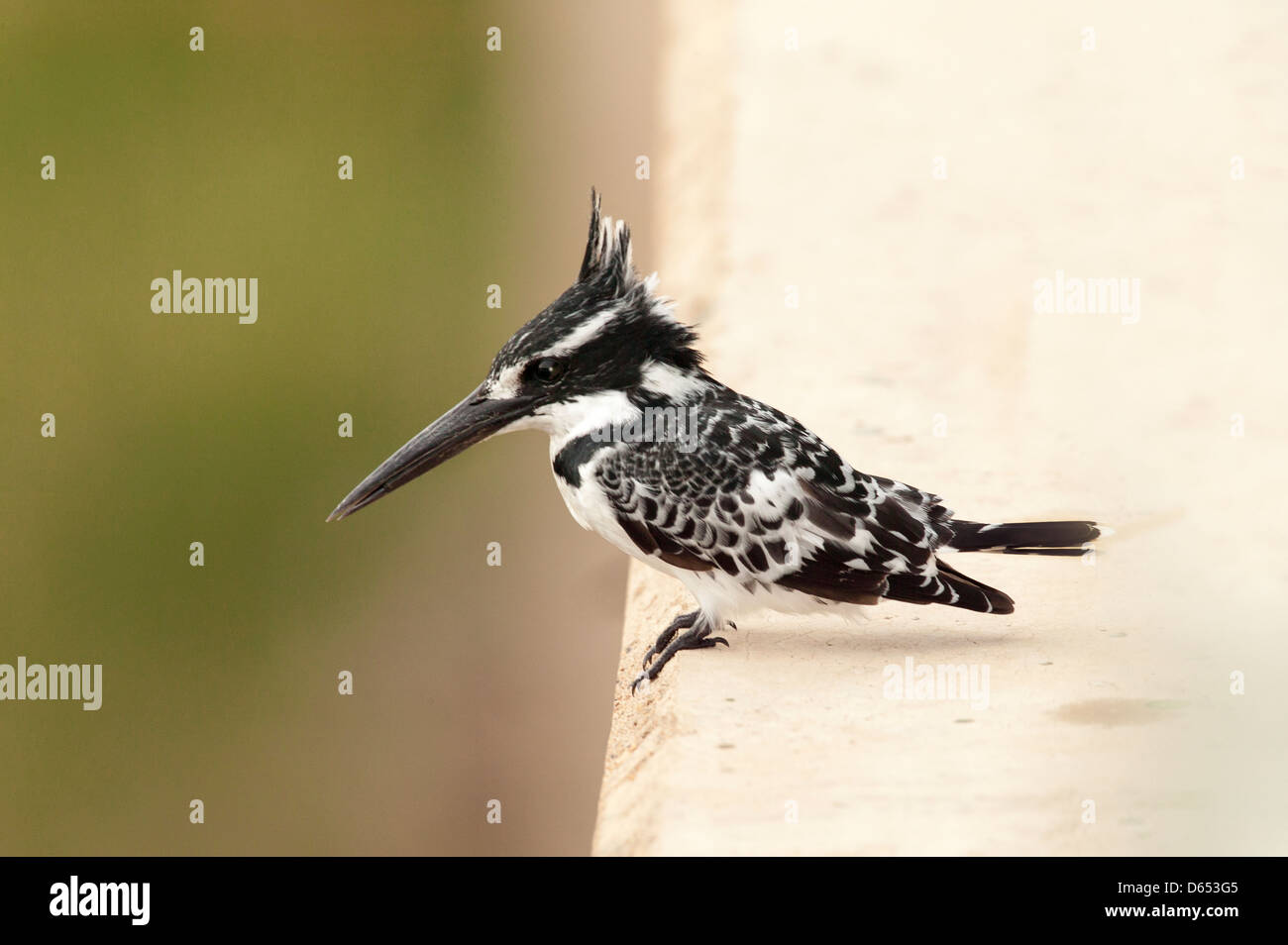 Pied Kingfisher Ceryle rudis perched on a concrete bridge prior to a fishing trip Stock Photo