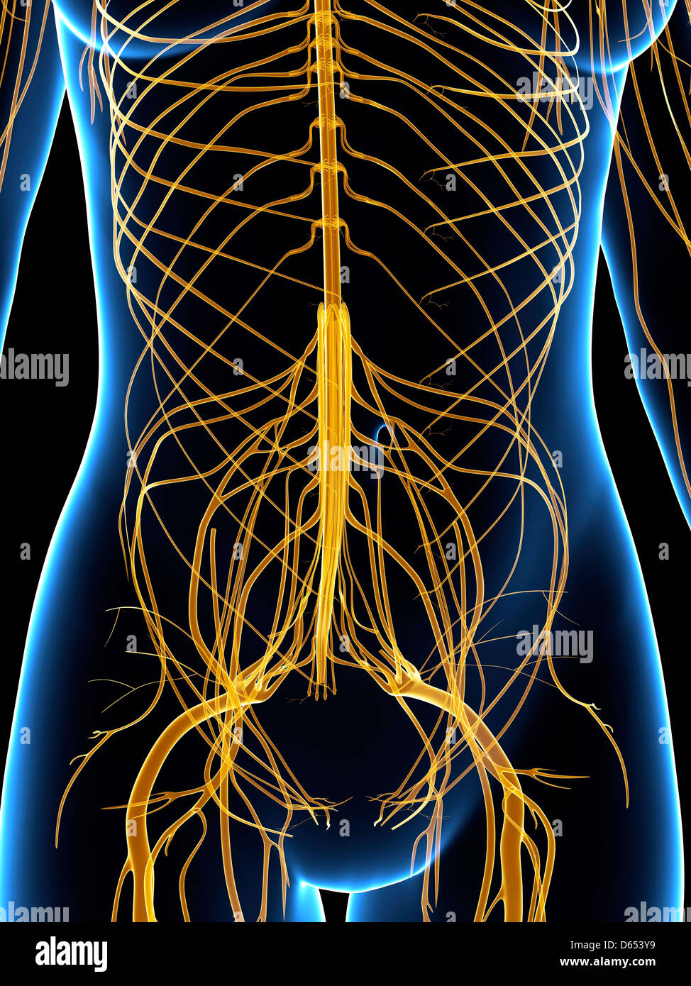 передняя брюшная стенка топографическая анатомия. нервы передней брюшной стенки живота. мышцы брюшной стенки живота. артерии передней брюшной стенки. мышцы переднебоковой брюшной стенки.