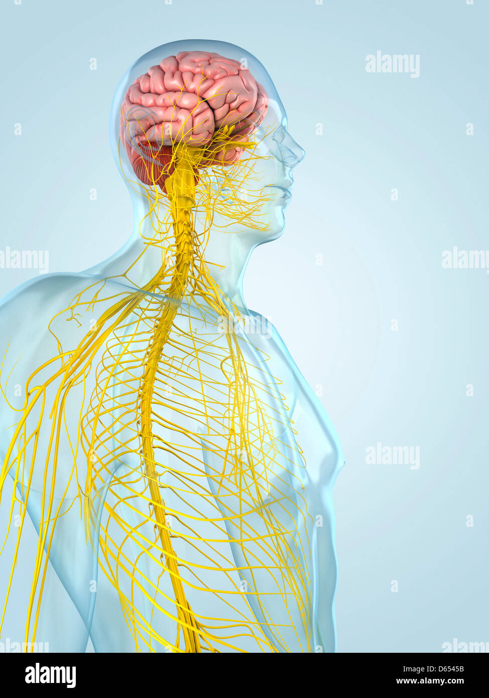 Нервы арт. Nervous system functions. Glial cells of nervous system. Вегетативная нервная система. Нервная система анатомия человека экспонат.