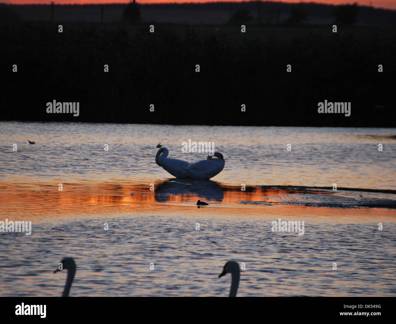 The image captures swans gracefully gliding across a tranquil lake ...