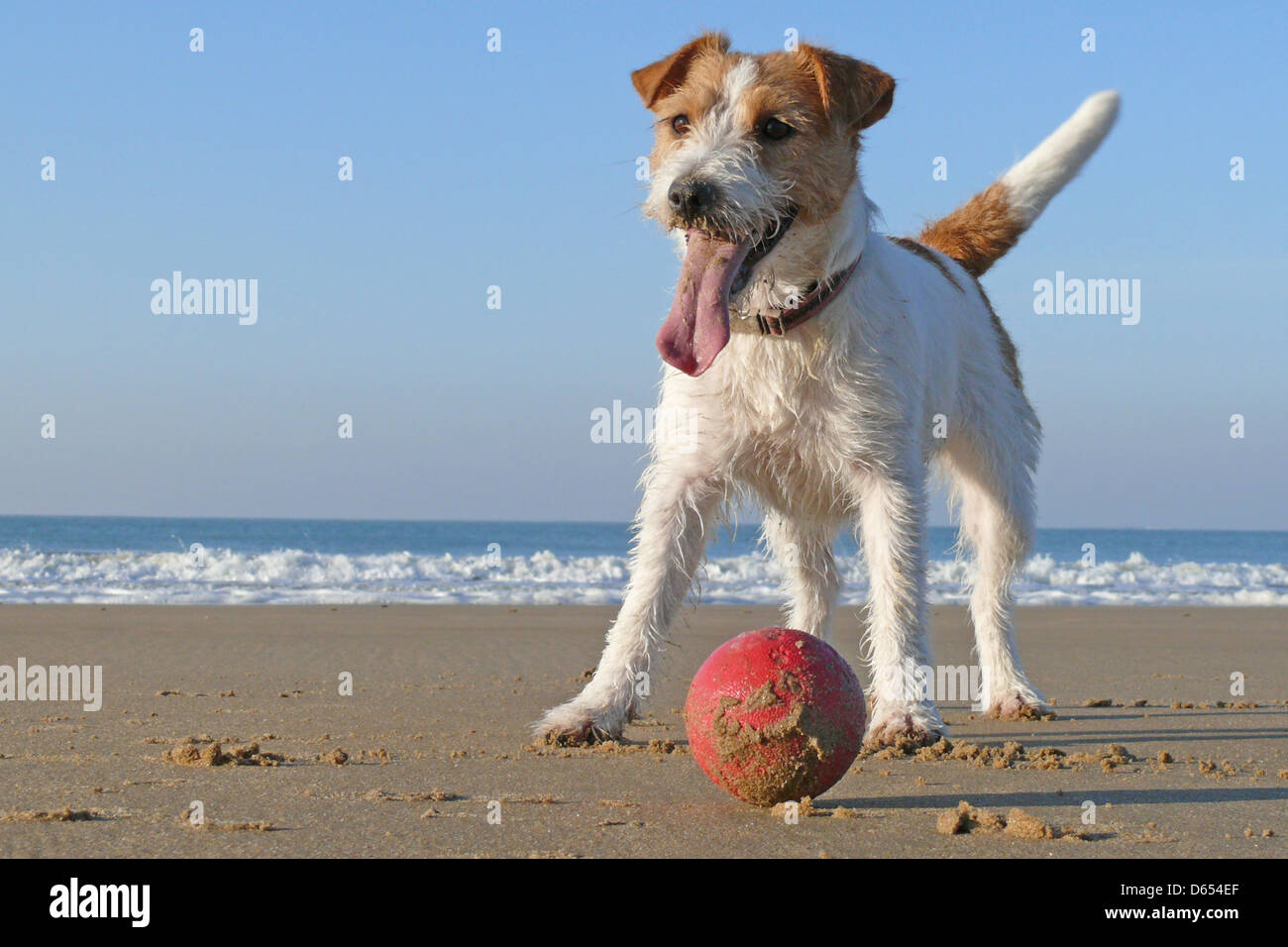dog,parson russell terrier,play ball Stock Photo