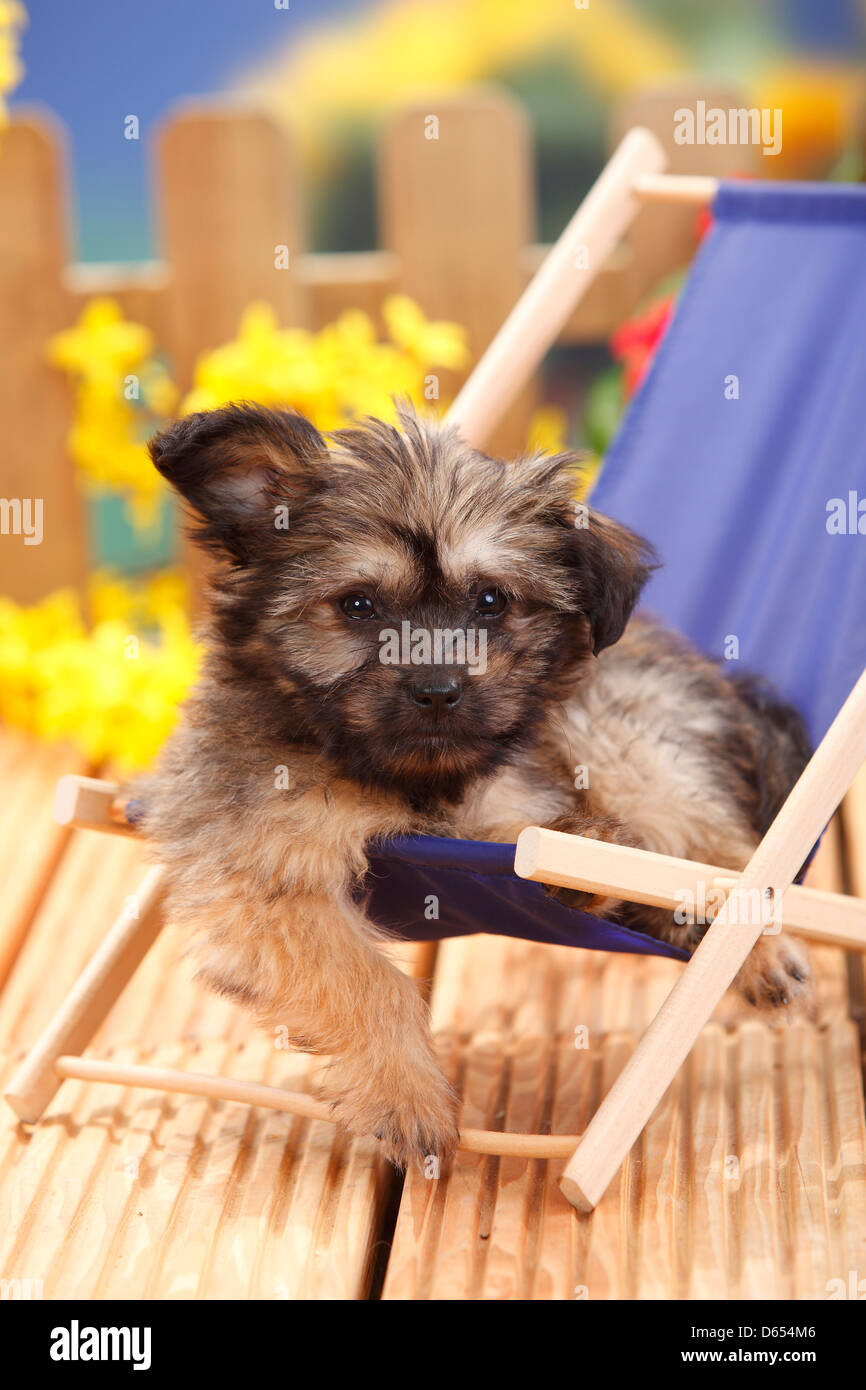Border terrier x best sale chihuahua