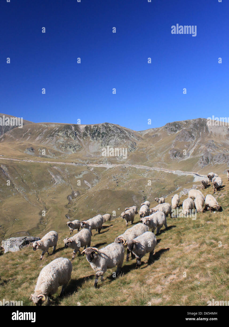 A flock of sheep grazing in the mountains along the TransAlpina ...
