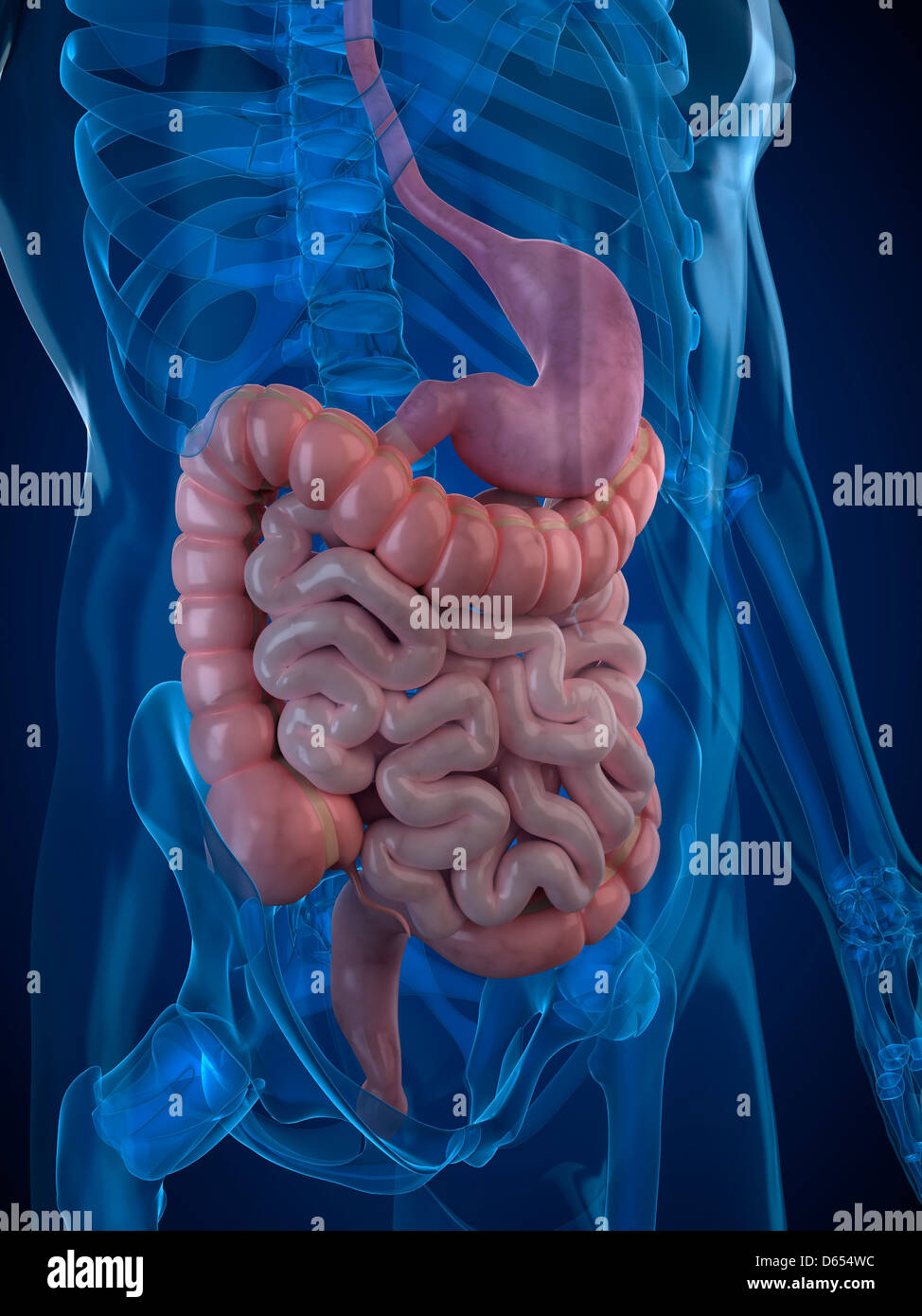 Healthy digestive system, artwork Stock Photo - Alamy