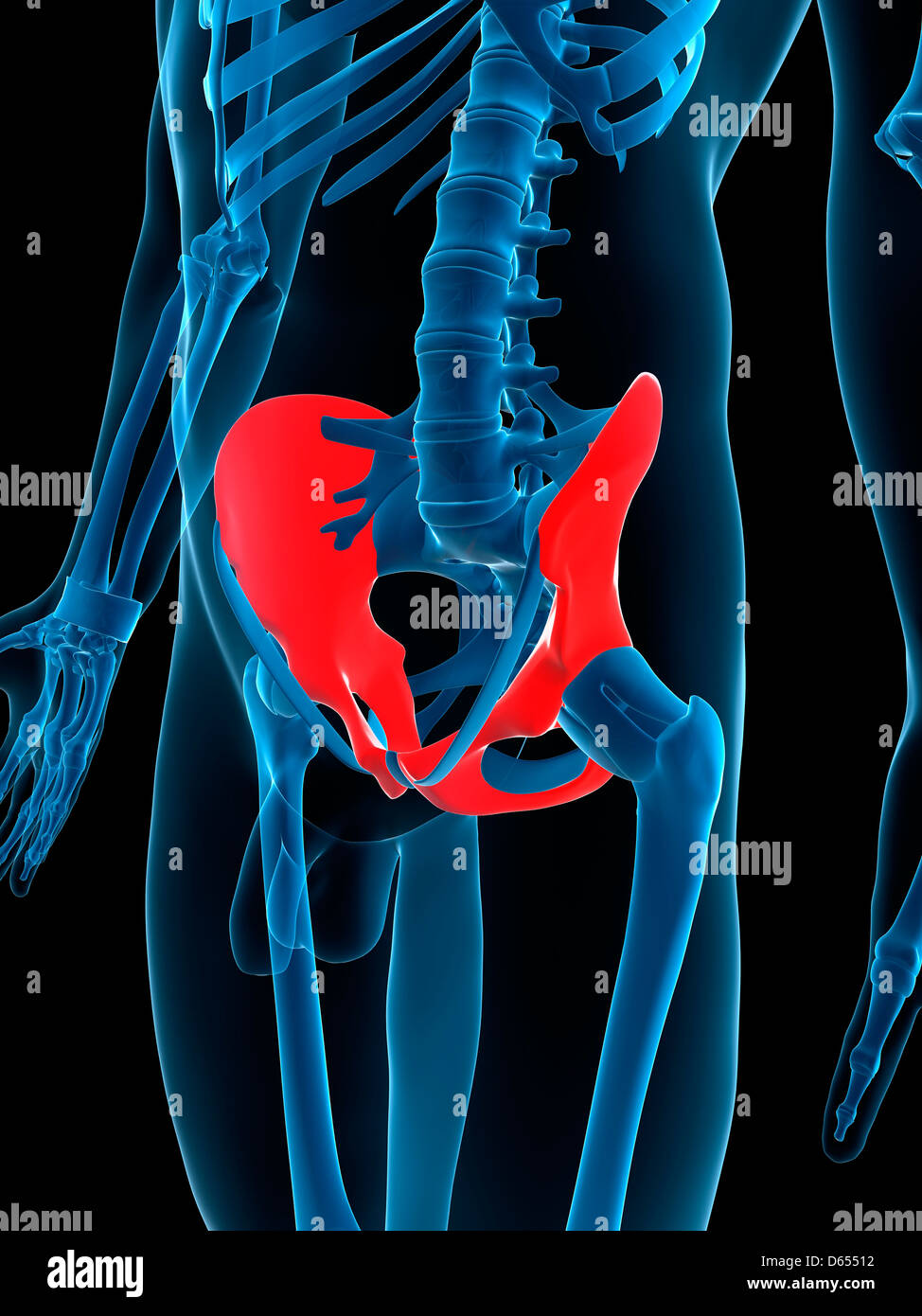 Human Hip Bones High Resolution Stock Photography and Images - Alamy