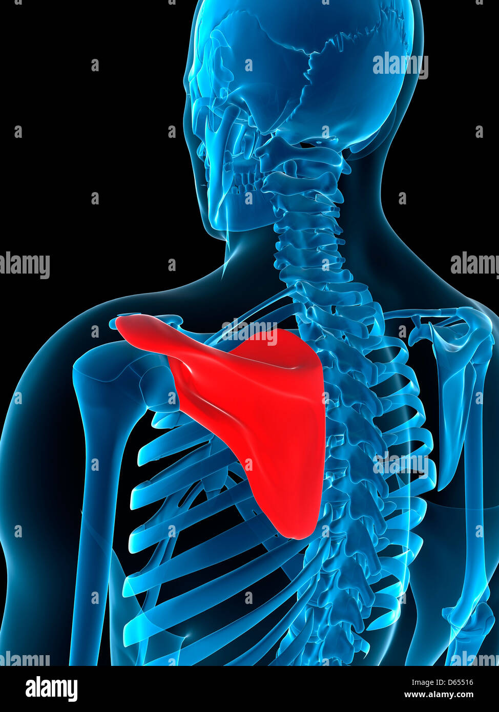 Normal shoulder x ray hires stock photography and images Alamy