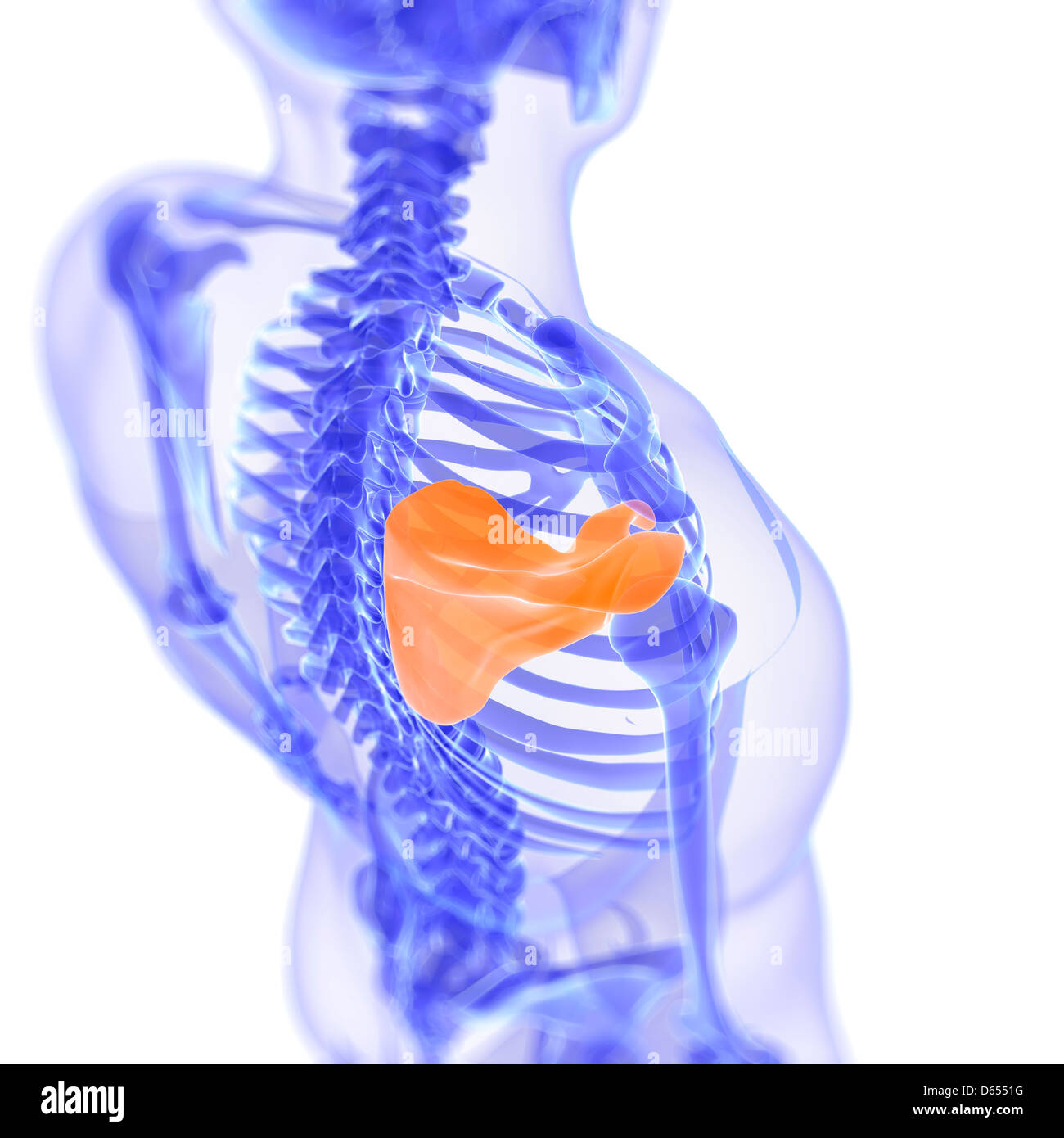 Normal shoulder x ray hires stock photography and images Alamy
