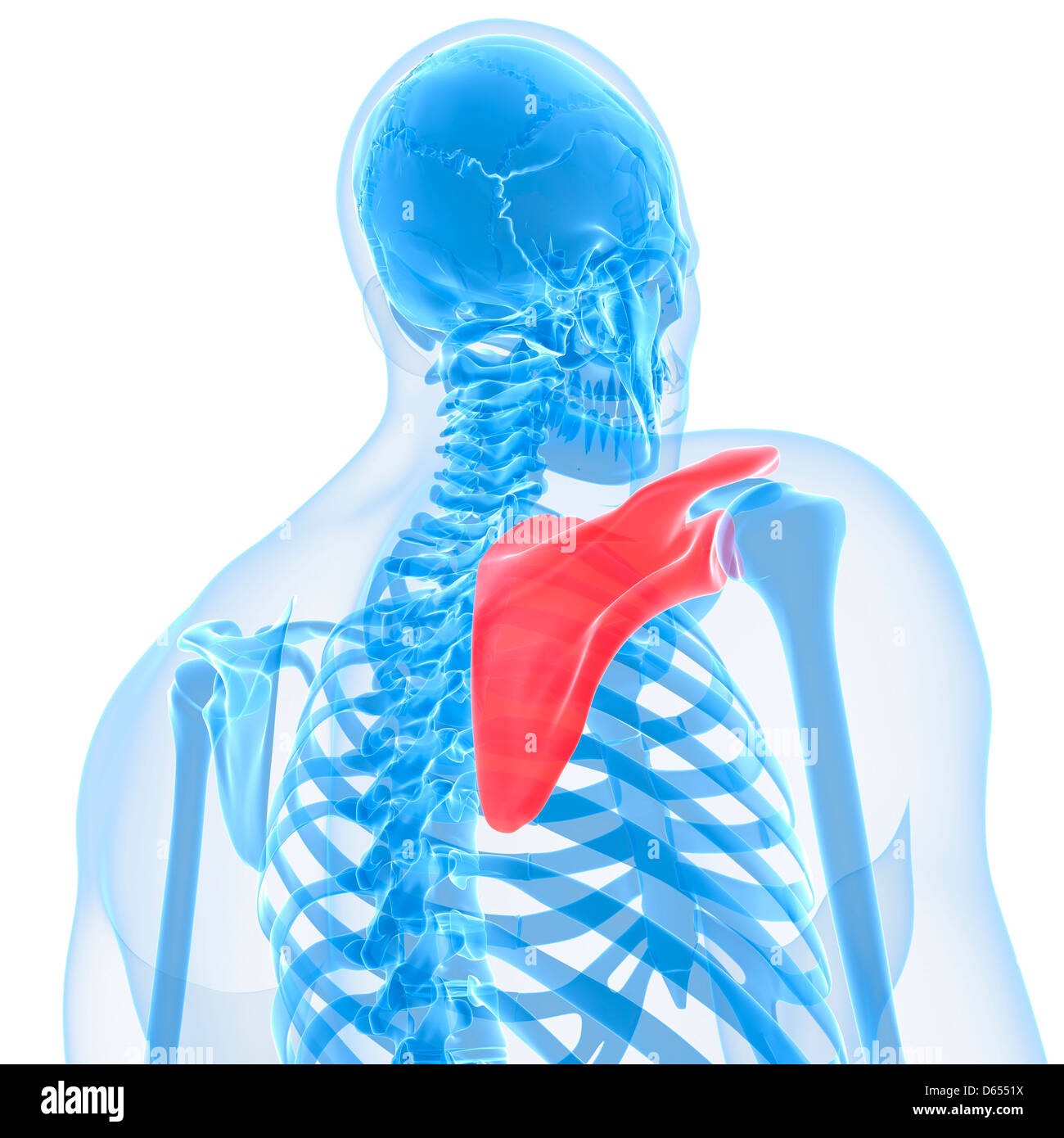 Normal shoulder x ray hires stock photography and images Alamy