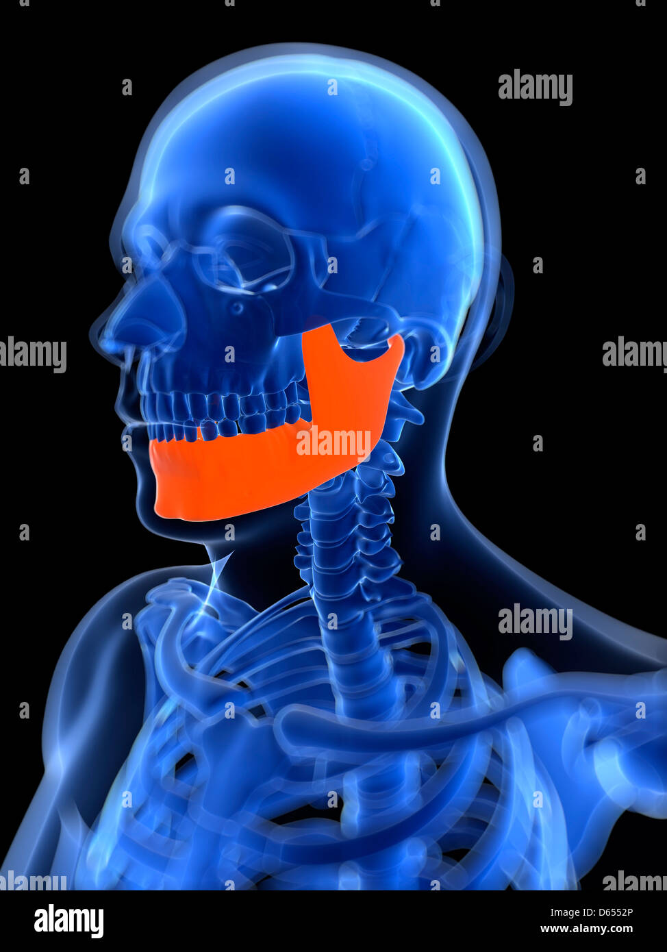 Normal lower jaw, x ray hires stock photography and images Alamy