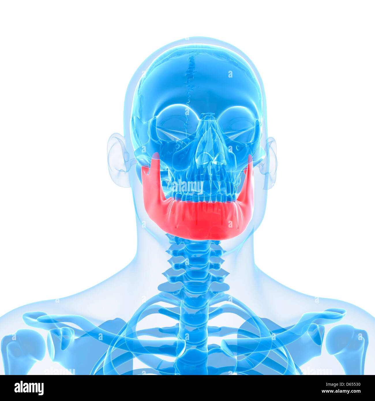Normal lower jaw, x ray hires stock photography and images Alamy