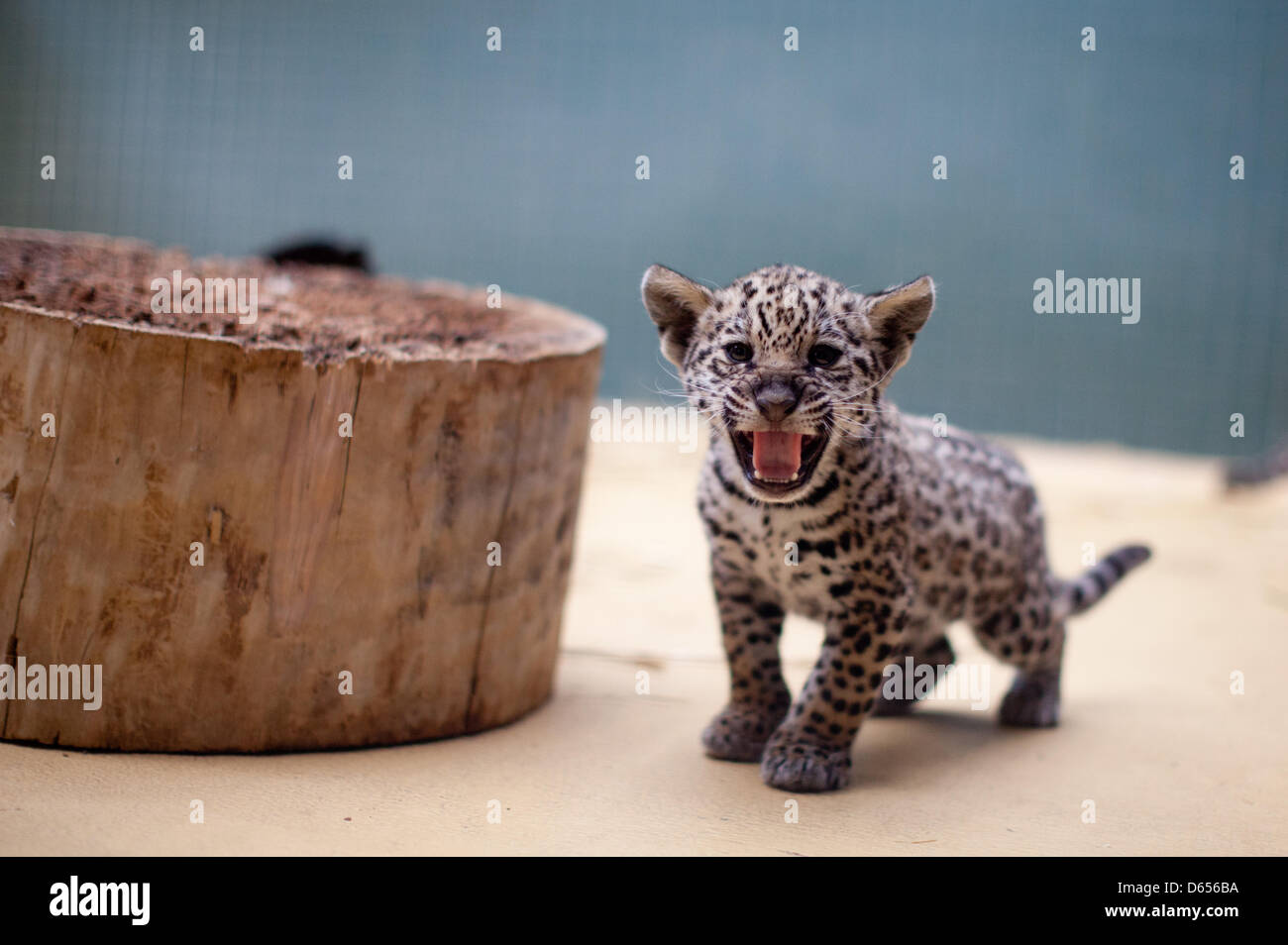Baby jaguar hisses photographers zoo hires stock photography and