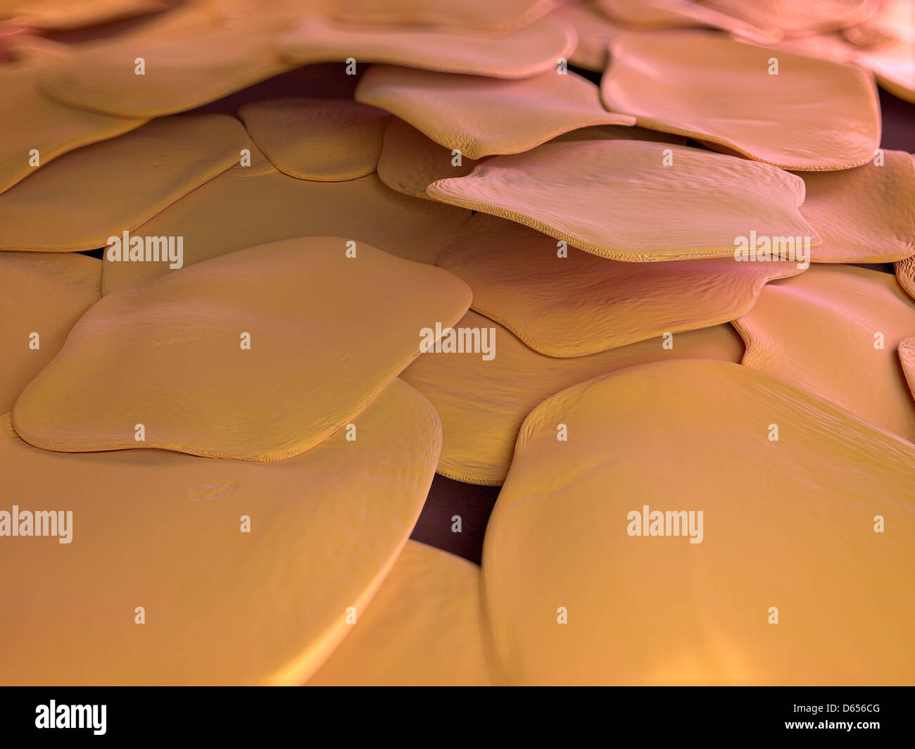 Human skin cells, artwork Stock Photo