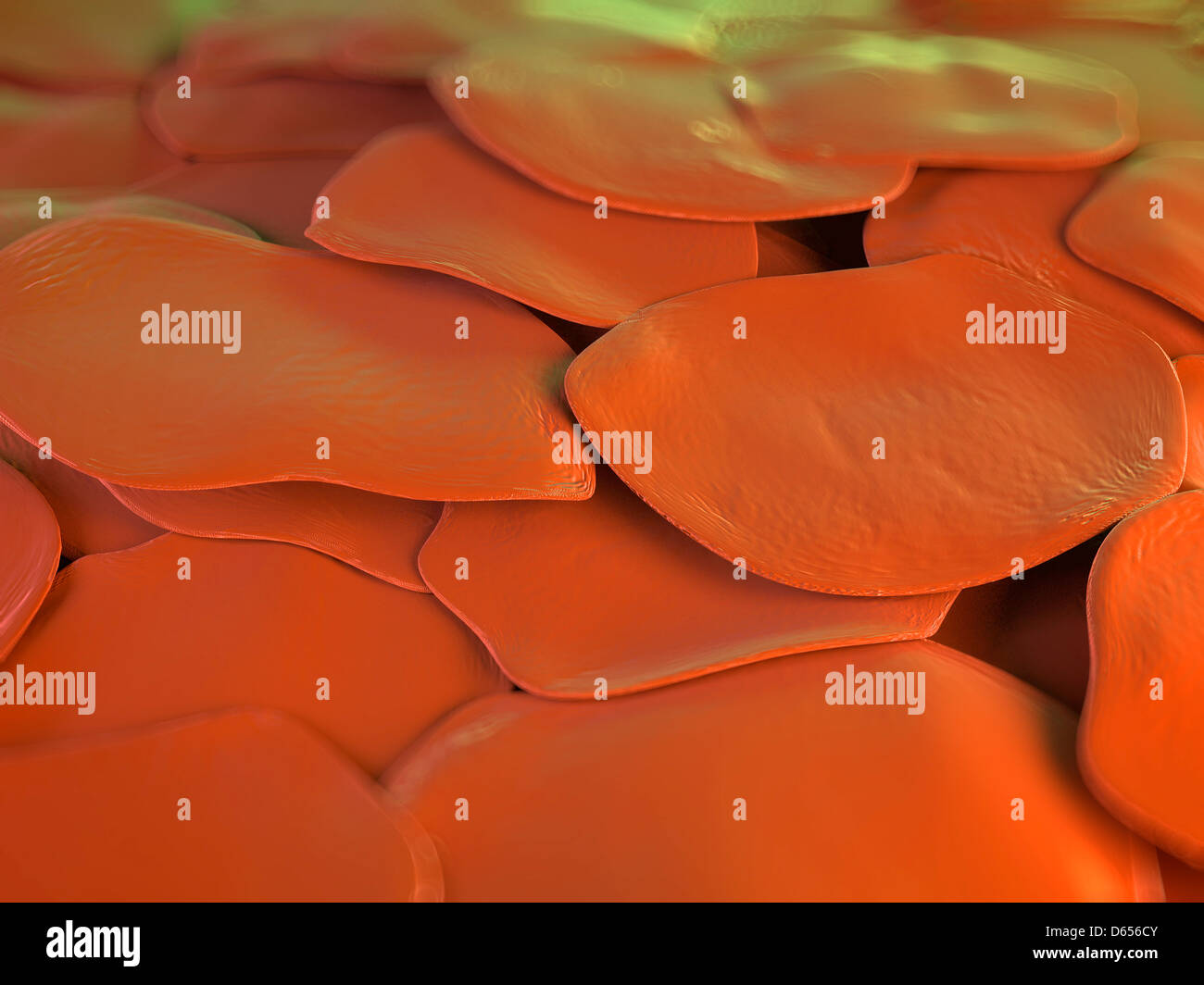 Human skin cells, artwork Stock Photo