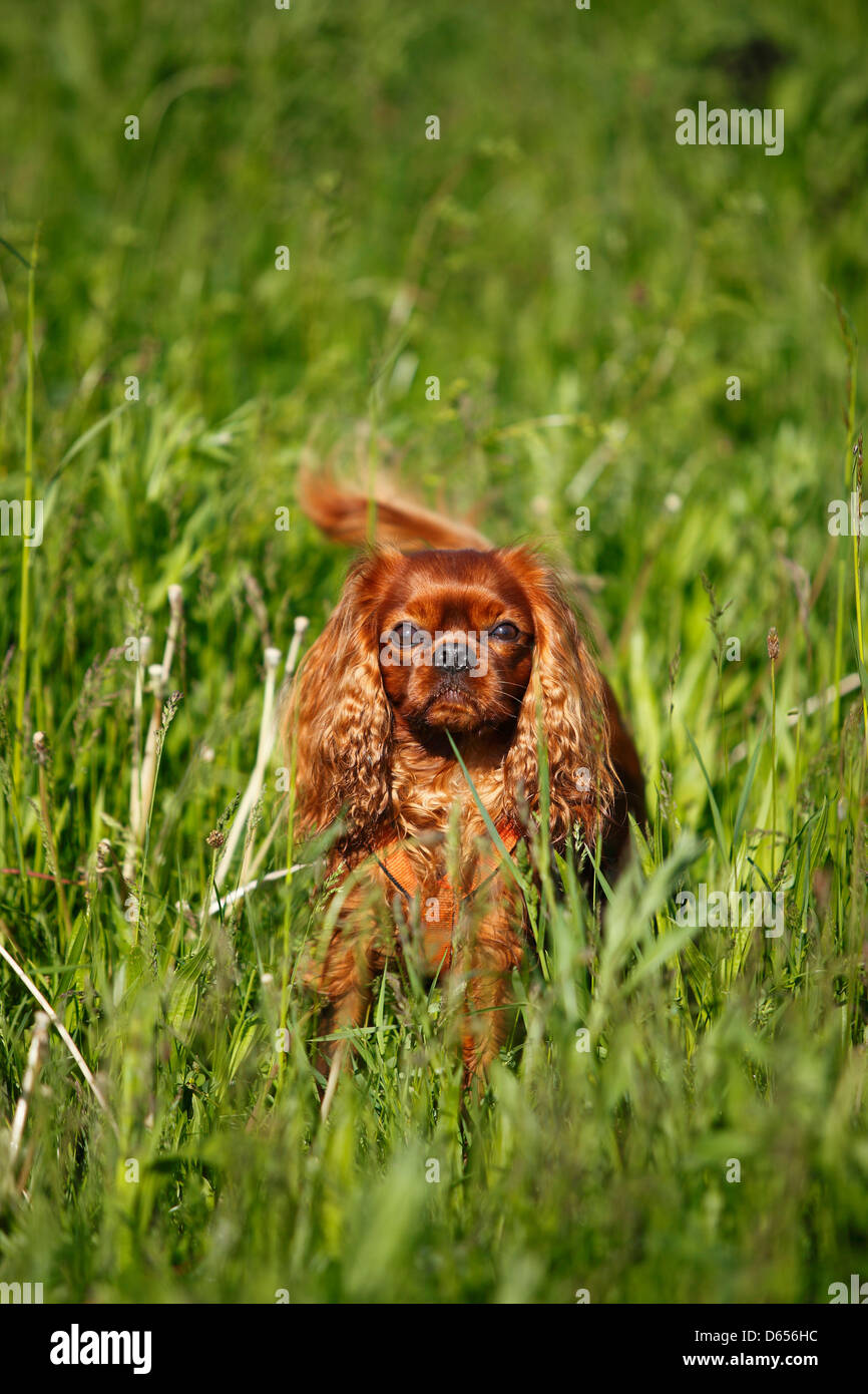 Cavalier King Charles Spaniel, male, ruby, in high grass Stock Photo