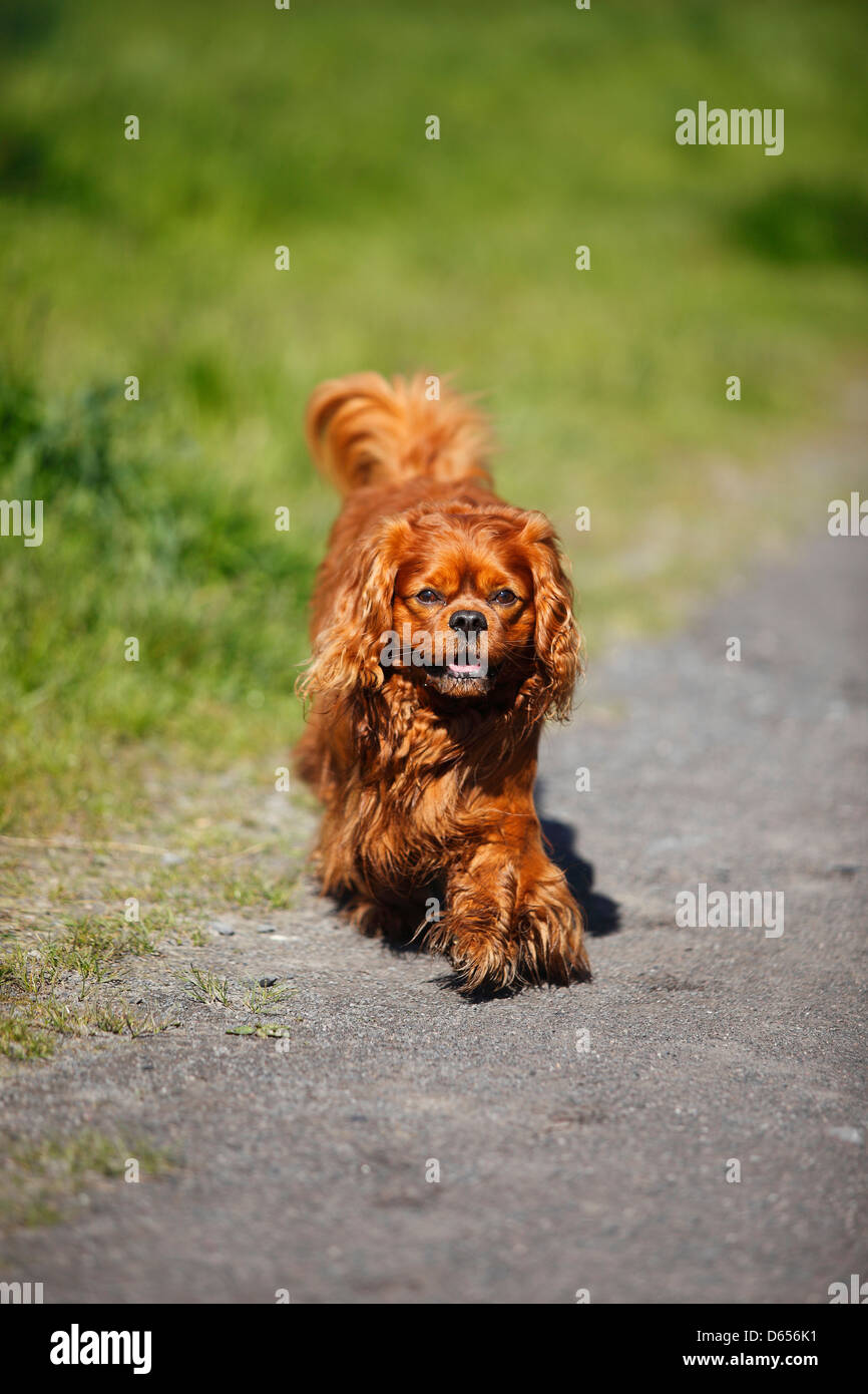 Ruby Spaniel Cavalier King Charles Spaniel, male, ruby |Cavalier King Charles ...