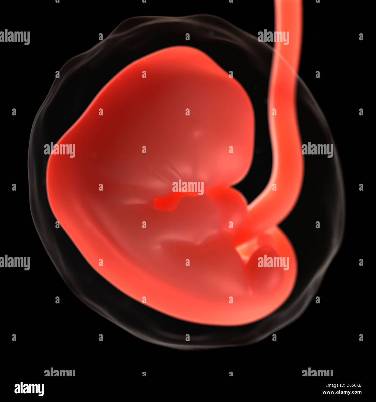 Foetus at 7 weeks, artwork Stock Photo