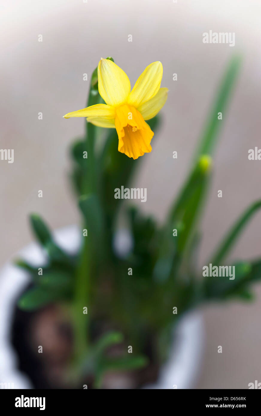 Flowering daffodil in a flower pot Stock Photo Alamy