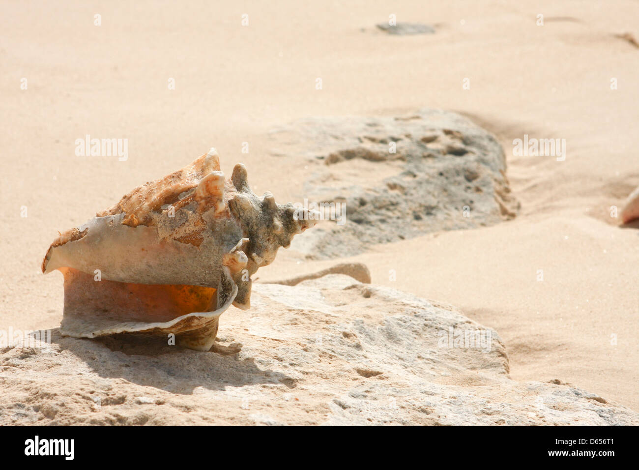 Sea Shells on the beach Stock Photo