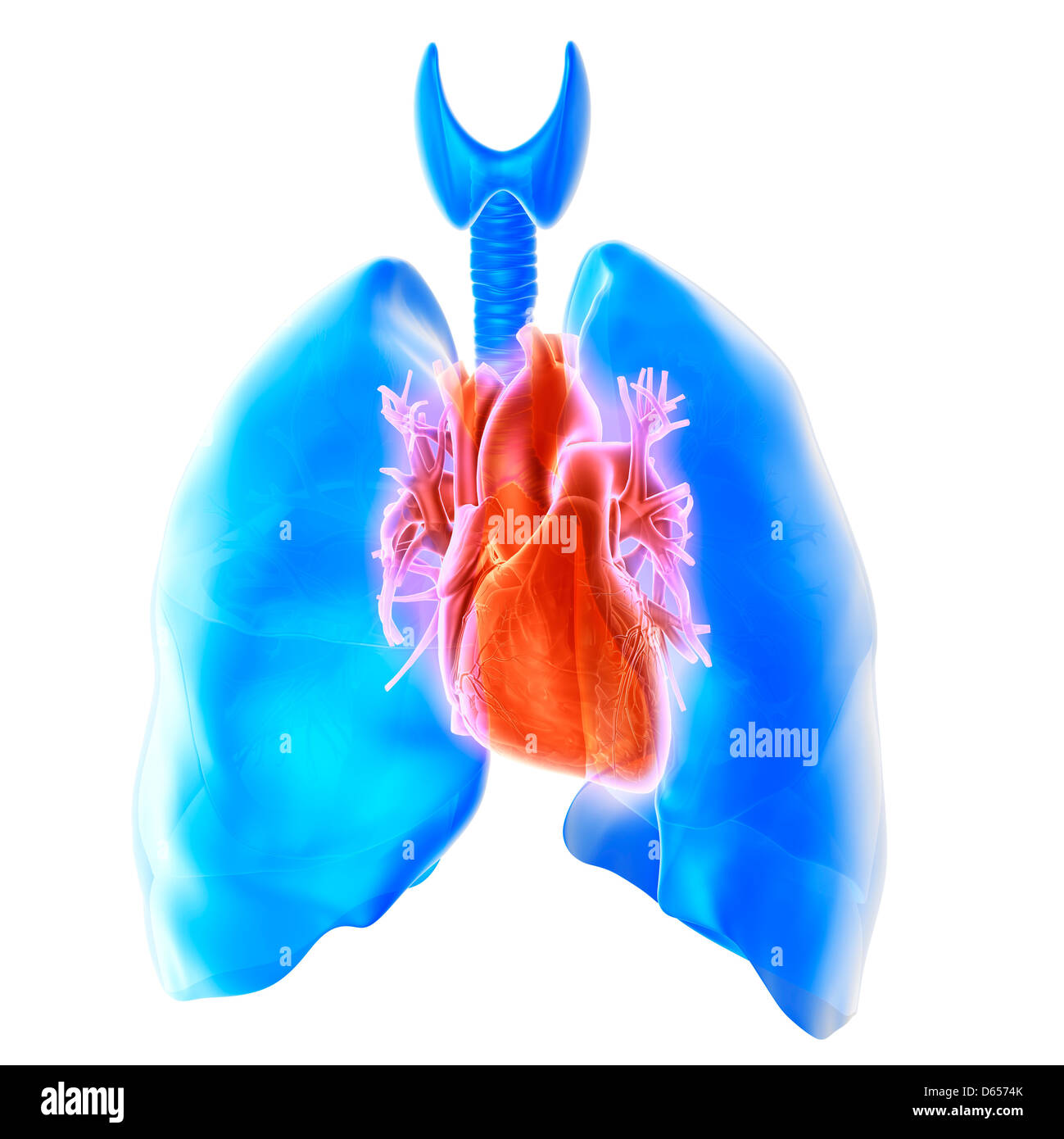 Heart and lungs Stock Photo