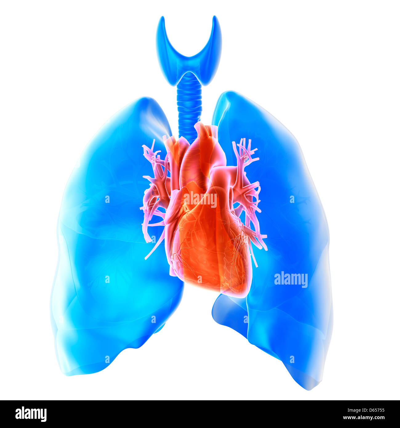 Heart and lungs Stock Photo