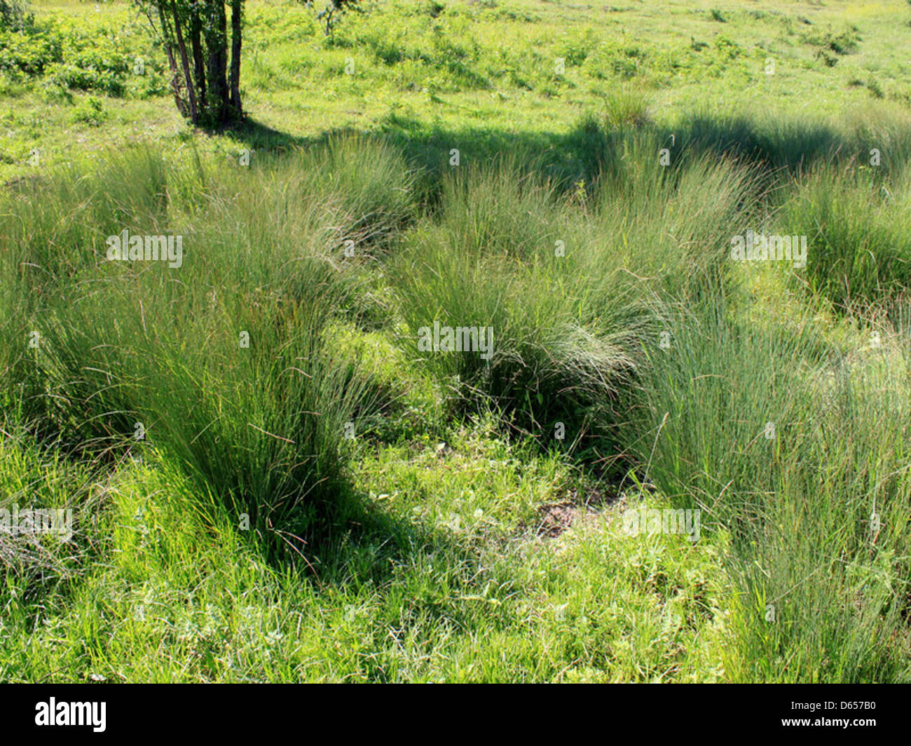 Tall Rushes Tall grass like plant hi-res stock photography and images - Alamy