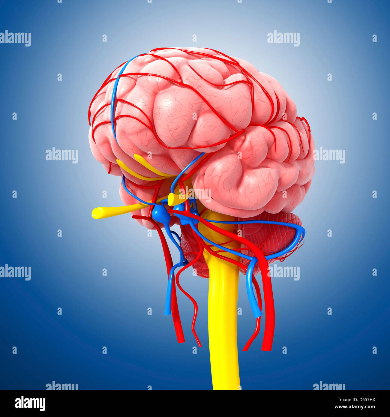 Central nervous system, artwork Stock Photo - Alamy