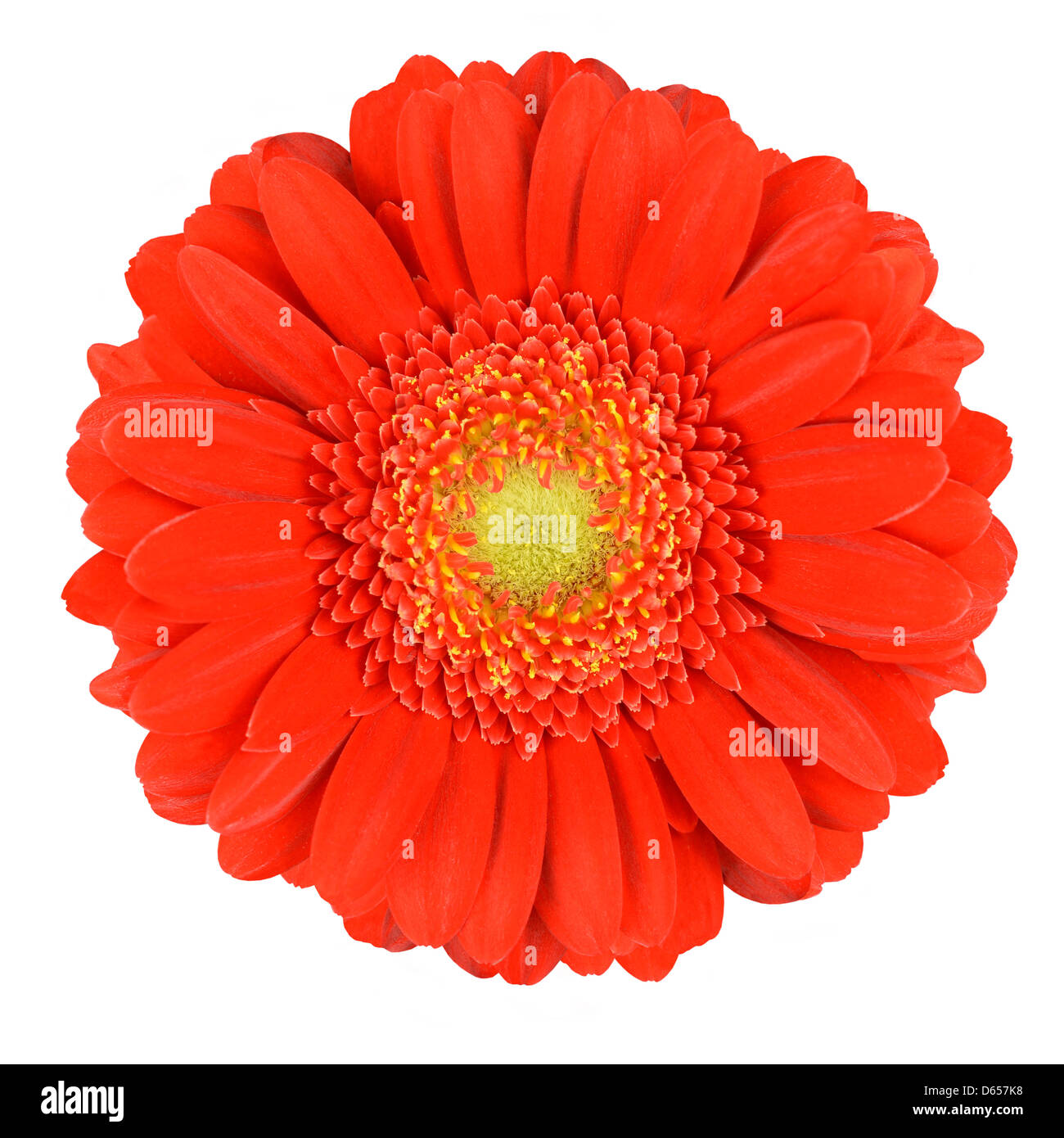 Perfect Orange Gerbera Flower with Yellow Center. Closeup Isolated on