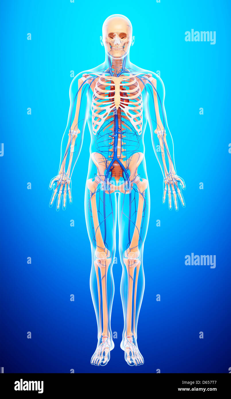 Human anatomy, artwork Stock Photo - Alamy