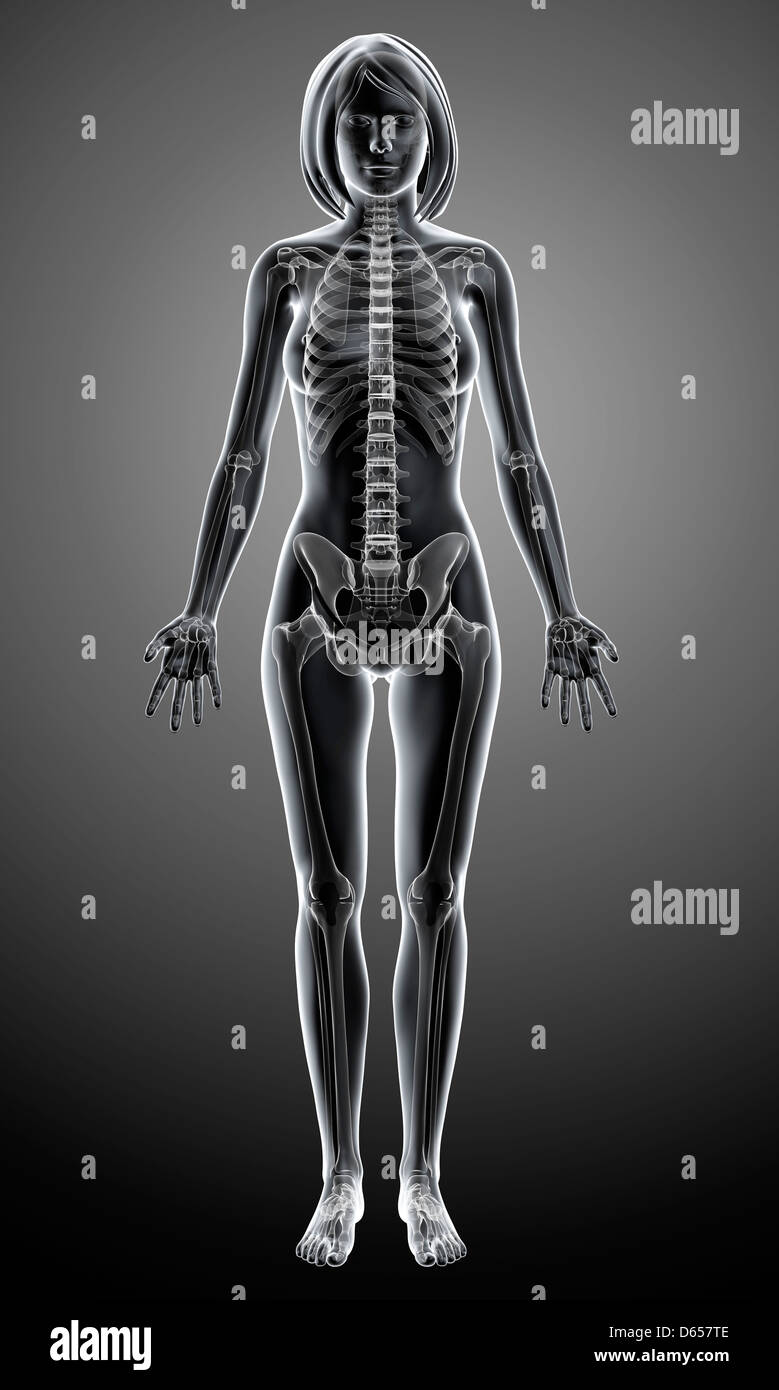 Female Skeleton Front Hi Res Stock Photography And Images Alamy