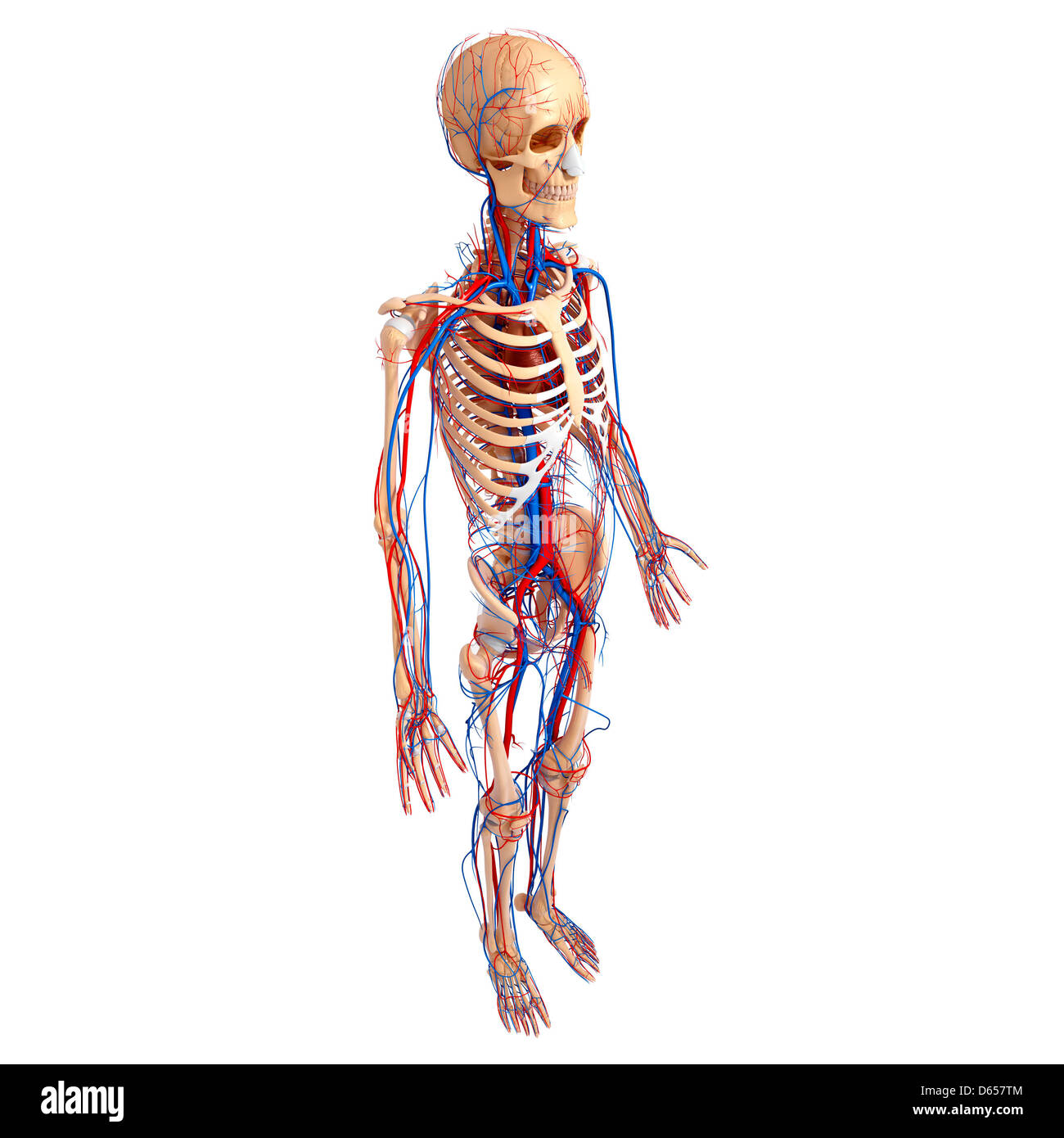 Bones pelvis Cut Out Stock Images & Pictures - Alamy