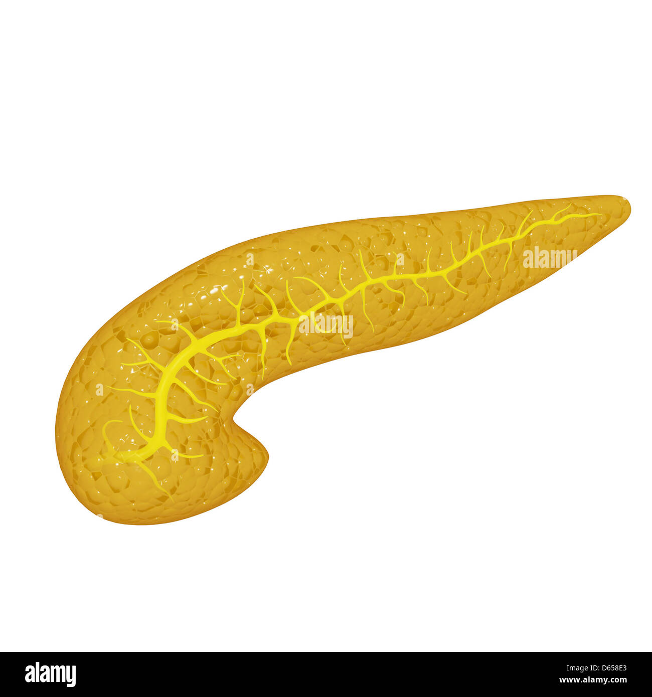 Human Pancreas High Resolution Stock Photography and Images - Alamy