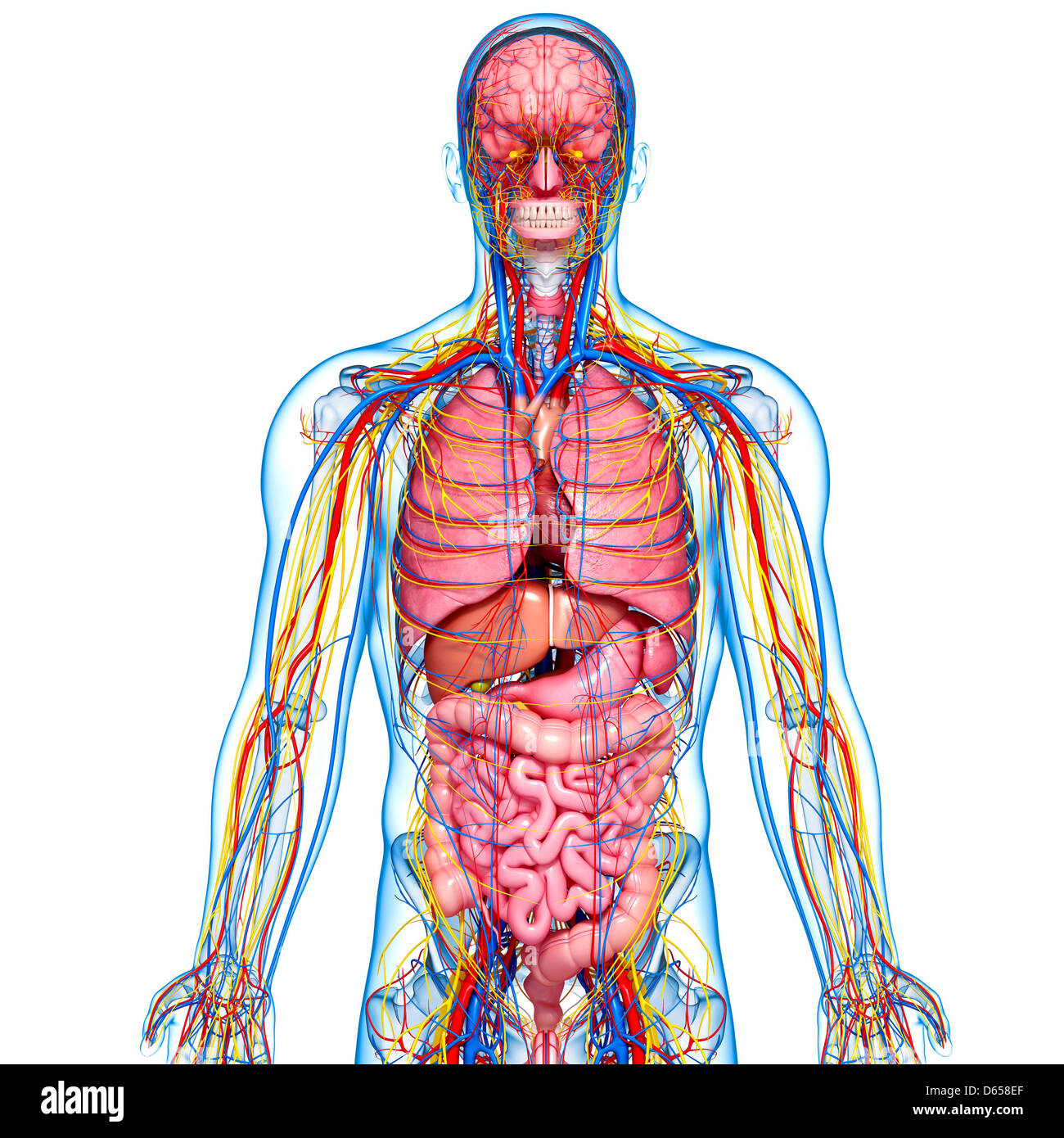 Human anatomy, artwork Stock Photo - Alamy