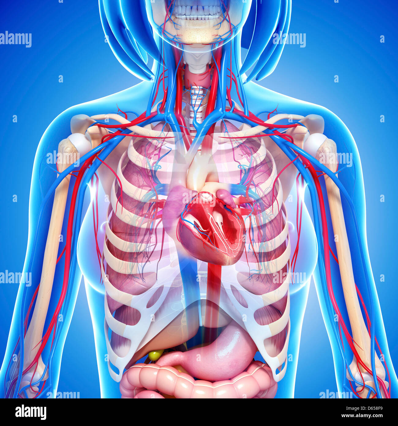 Anatomy Of Female Chest Area The Abdomen Human Anatomy Picture