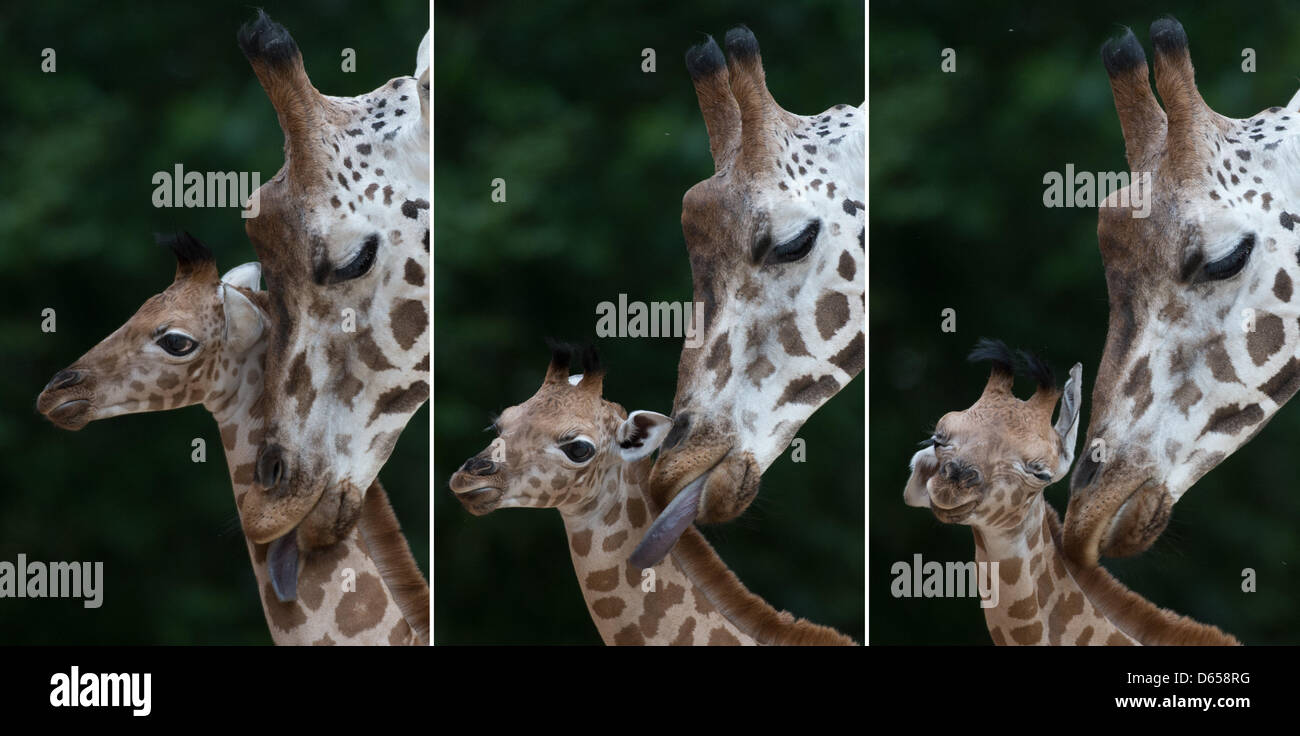 A nine-days-old baby giraffe is pictured at the zoo in Hanover, Germany