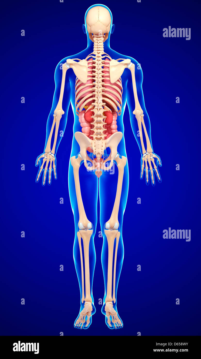 Male anatomy, artwork Stock Photo Alamy